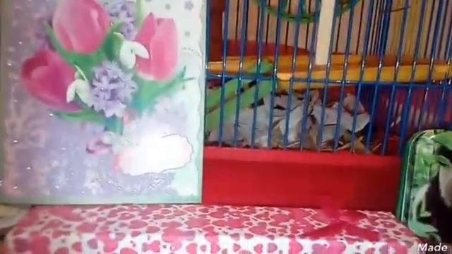 Уход и содержание грызунов - Первая часть - Сирийский хомяк. смотреть онлайн