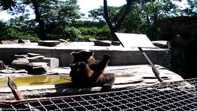 Медведь-попрошайка в зоопарке Калининграда смотреть онлайн