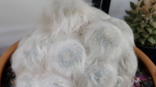 Great Grandfather White Hair Mammillaria Cactus смотреть онлайн