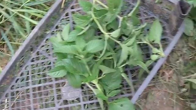 Стройка Мечты