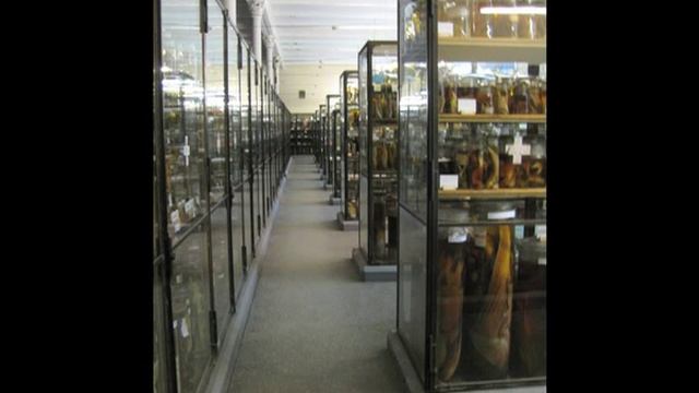 Das Naturkundemuseum in Berlin: Wissenbewahrung im Wandel der Zeit смотреть онлайн