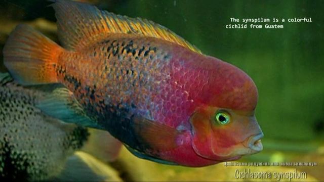 Cichlasoma synspilum (redhead cichlid, цихлазома радужная) смотреть онлайн