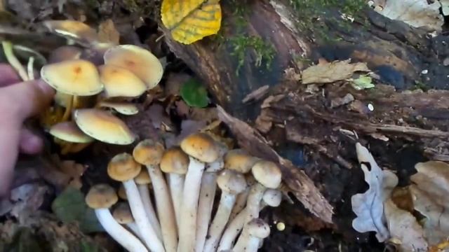 iZ Отличие ложных опят от осенних опят Как отличить зимние ложные опята? mushroom difference 201410 смотреть онлайн