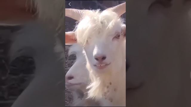 Beautiful white 💓 goet smile 😀 Instagram reel 💯💞🥰 Beautiful white 💓 goet smile 😀 Instagram reel 💯 смотреть онлайн