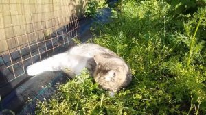 Кошка ест котовник ,узнай в чем его польза.Мои кошки.