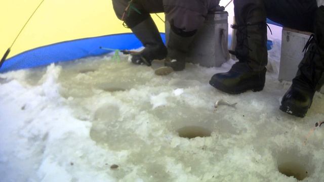 Много СИГОВ "криминальных".Хвосты.Северная Двина. смотреть онлайн