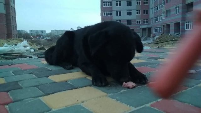 Кормлю Черныша и компанию дешевой колбасой #23 смотреть онлайн