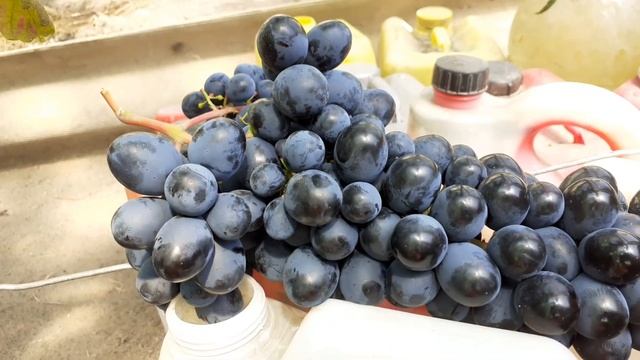 Виноград Шарада на 1.08.2021 смотреть онлайн