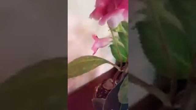 Цветок Глоксиния {Синнингия} - семейство геснериевые. смотреть онлайн