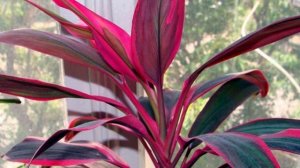 Обрезка и омоложение Кордилины.