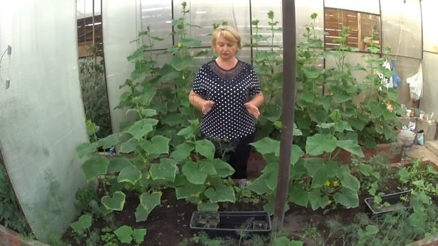 ОГУРЦЫ, нехватка калия, чем подкормить? смотреть онлайн