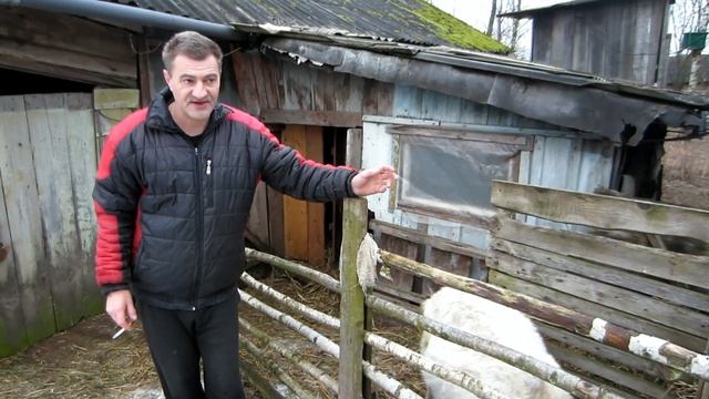 Козоводство.Экспресс консультация.Как узнать, что коза котная. Питание котной козы.Ответы на вопрос смотреть онлайн