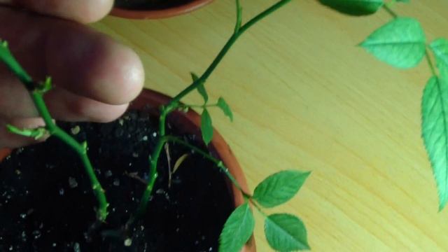 Фитоверм для РОЗ. Вредители на розах. смотреть онлайн