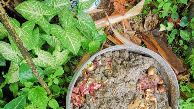 GodPlanted Com | Arrowhead Plant (Syngonium Podophyllum) Arrowhead Philodendron, Goosefoot | Toxic
