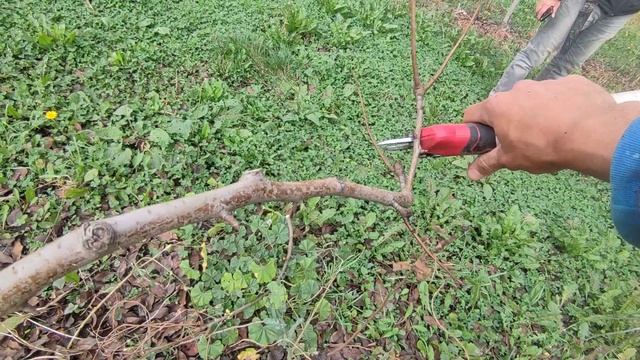 Обучение обрезки колоновидной груши 2022 смотреть онлайн