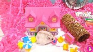 ПОДАРКИ! ХОМЯЧКИ ИГРАЮТ В РЕСТОРАН.mp4