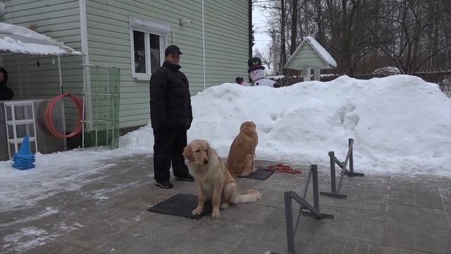 Догтренинг 581. Работают ховаварты - монопородный урок смотреть онлайн