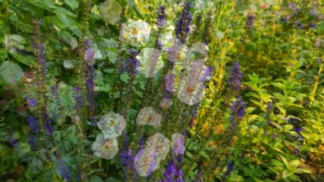 ? Розы и Компаньоны ? САД Непрерывного цветения ? смотреть онлайн