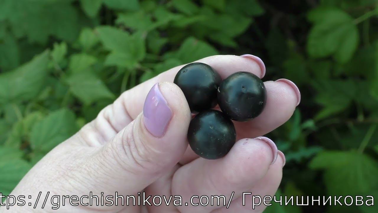 ЛАДУШКА сладкий сорт черной смородины раннего срока созревания смотреть онлайн