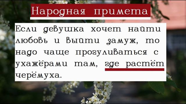 Черемуха магические свойства/Защита от порчи и магического воздействия смотреть онлайн