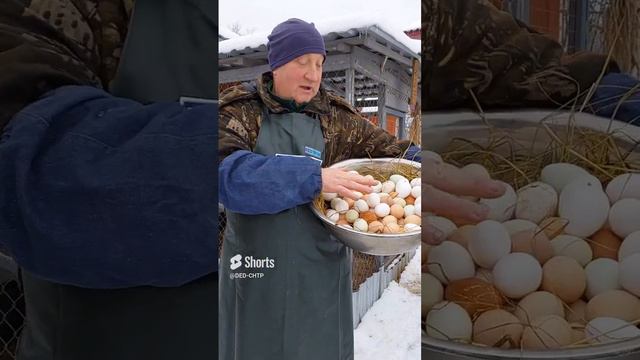 ГОРА ЧИСТЫХ ЯИЦ! смотреть онлайн