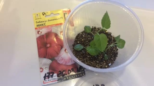 Гибискус 14.04.18 Обзор рассады гибискус смотреть онлайн
