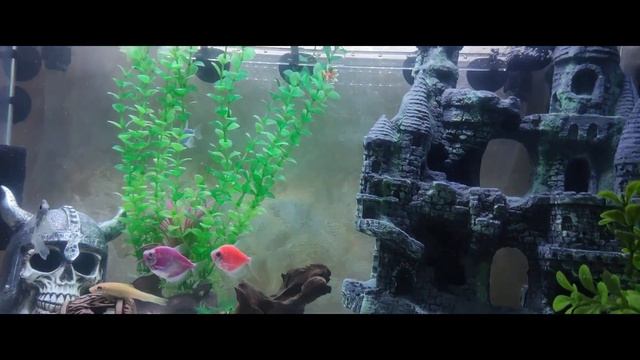 Аквариум AQUAEL LEDDY SET PLUS DAY & NIGHT 2.0 75 белый (105 л) с фильтром TETRA EX 1000 PLUS смотреть онлайн