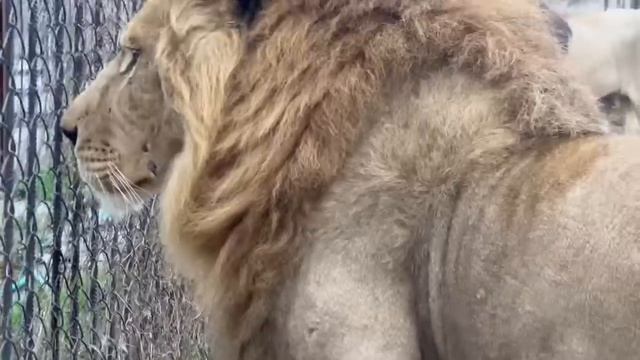 Львы из прайда вожака СПЛОТИЛИСЬ В БАНДУ и пришли ссориться с белыми львами! смотреть онлайн