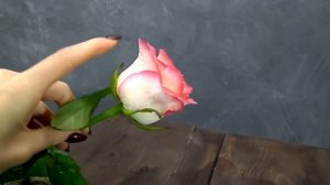 Обзор розы сорта Джумилия