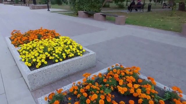 Городские Цветы.Бархотцы.Бульвар Победы.Сентябрь. 2023г. смотреть онлайн