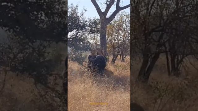 Сумасшедшая атака Львов на Буйвола. Стадо буйволов отбило сородича у львов. buffaloes vs lions смотреть онлайн