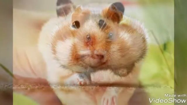 Милые картинки слайд шоу часть 2 смотреть онлайн