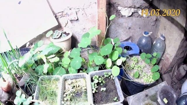 Вермикомпостирование в домашних условиях. Ленивая технология получения Биогумуса или Вермикомпоста смотреть онлайн