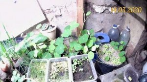 Вермикомпостирование в домашних условиях. Ленивая технология получения Биогумуса или Вермикомпоста