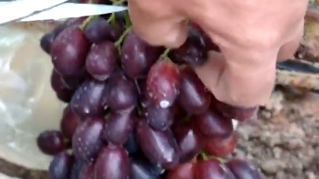 ГФ РОМИНА. В гостях на винограднике Николая Колесника. смотреть онлайн