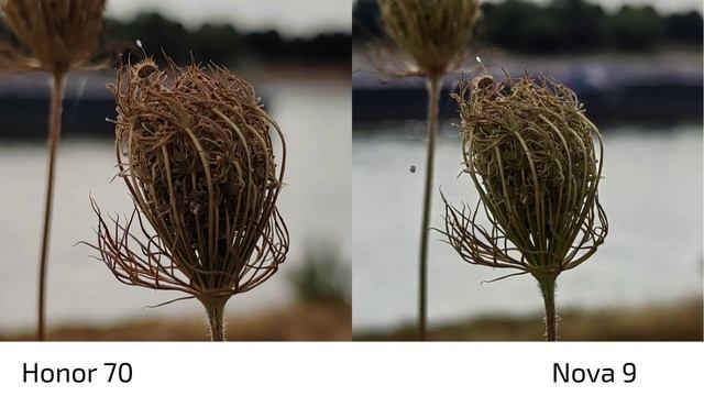 Honor 70 vs Nova 9 - Camera Comparison смотреть онлайн