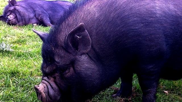 КАК ПОЯВИЛСЯ SPIRIT BREAKER / БАРА В ИГРЕ ДОТА 2 / DOTA ЛОР(ТОЧНО?) смотреть онлайн