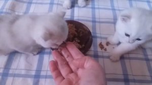 первый прикорм британских котят -1 месяц