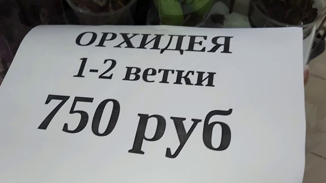 РОСТОК .ОБЗОР ОРХИДЕЙ СО СКИДКАМИ.//09. 04.24// смотреть онлайн