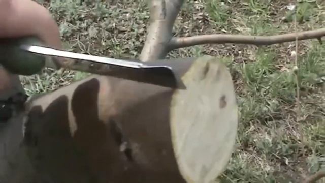Прививка яблони. Grafting a tree. Самый простой способ! Приживаемость 100% смотреть онлайн