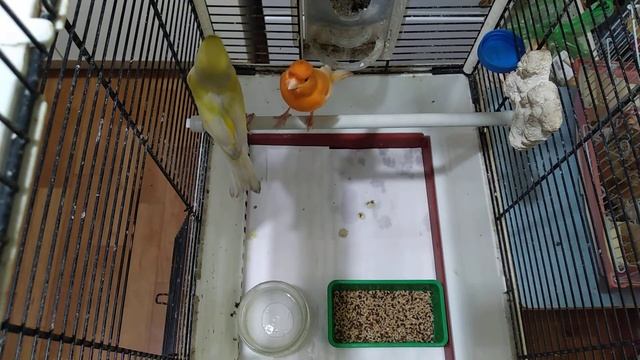 КАНАРЕЙКИ . Последние трагичные новости , кормление. часть 1