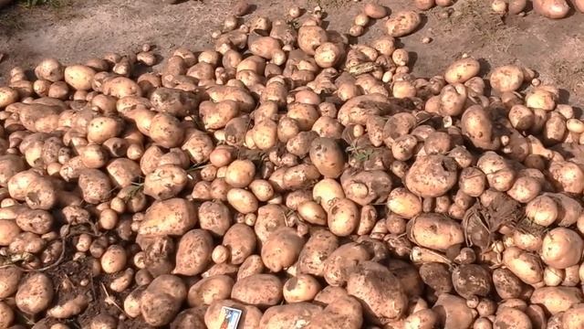 (62)Урожай картошки с одной сотки. смотреть онлайн
