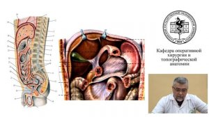 Топография органов брюшной полости