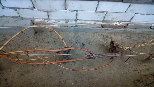 Весенние работы на огороде ! Подвязываю виноград ! смотреть онлайн