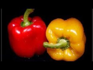 Посадка перца в нетканые мешочки.