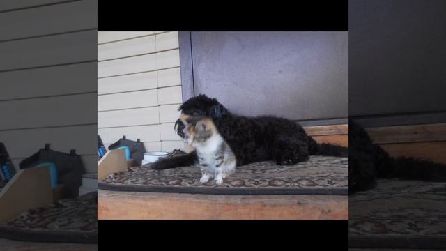 Подари мне с небу звезду / сл.Елены Минеевой муз и исп.СветЛаны Писаренко / песни под гитару смотреть онлайн