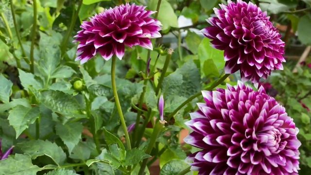 Георгины Низкорослые в Горшках! Семь преимуществ Георгин в сравнении с Петуниями.? смотреть онлайн