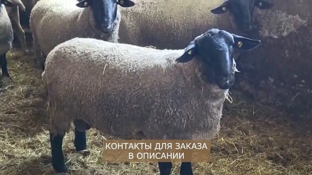 Бараны и овцы породы Суффолк! Разведение овец породы Суффолк! Племенные овцы! Мясная порода овец