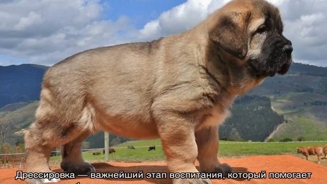Испанский мастиф: характеристика породы и ее вес смотреть онлайн