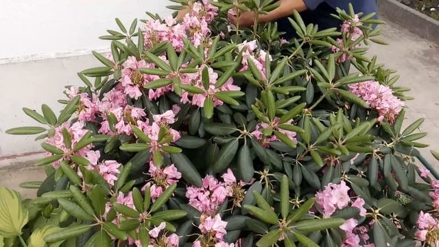 Что делать после цветения рододендронов и азалий смотреть онлайн